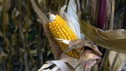 OGM, Inquiétude 