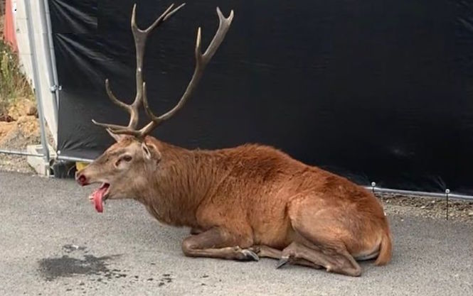 Un cerf sauvé de la chasse à courre à Compiègne