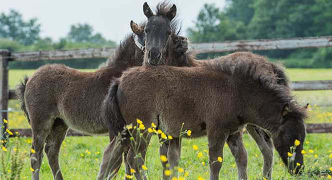 cheval Pervenchères SPA refuge