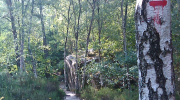 Fontainebleau, forêt