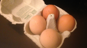 Oufs, contaminés, Fipronil