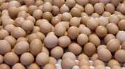 fipronil, oeufs, contaminés, produits, liste