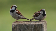 moineau, Paris, danger, disparition, LPO