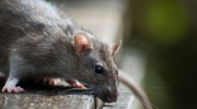 rats, verts, nourrir, invasion