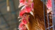 pouls, plein air, enfermées, grippe aviaire