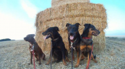 chiens, nourriture, alimentation, croquettes