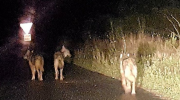Montpellier, loups, chiens-loups tchécoslovaques