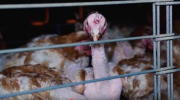 oeufs, poules, cage, marques