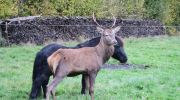 indre, Nouvelle république, cerf, abattre, poneys