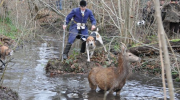 Chasse, vénerie, équipage, Drach, FutaieDesAmis