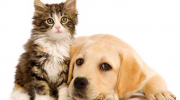 adoptions, chiens, chats, 