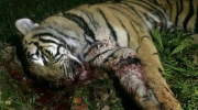 Tigre, abattu, marche, manif, dimanche
