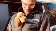 cockers, Seine-et-Marne, sauvetage, Assistance aux Animaux