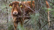 vache, limousine, Pays-Bas, abattoir