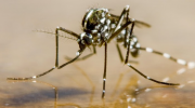 alert, moustique tigre, dengue
