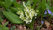 1erMai, manif, muguet