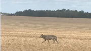 loup, Paris, Crucey-Villages, L'Echo