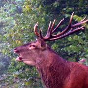 Rivecourt, chasse à courre, AVA, Compiègne