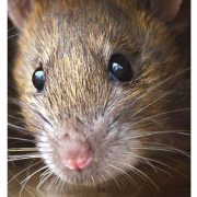 rats, maladies, dératisation