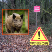 chasse, sanglier, cadeau, chasseurs