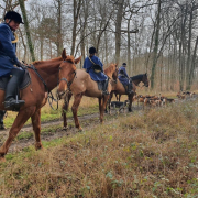 Chasse à Courre, AVA, Abolissons vénerie aujourd'hui