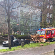 tué, vent, arbre, Branly