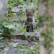 renards, PèreLachaise, déplacés