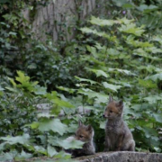 renards, PèreLachaise, déplacés