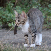 chasseurs, piéger, chats, 300m