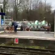 chasse à courre, cerf, Chantilly, voies, SNCF, RER