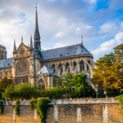 arbres, Notre-Dame, pétition, 