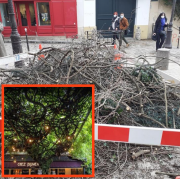 glycine, Montmartre, Plumeau