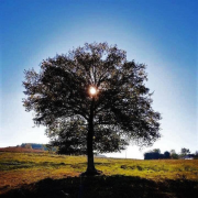 Planète, environnement, pandémie