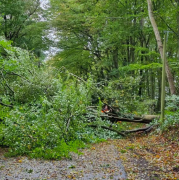 tempêtes, arbres, centaine, abattus