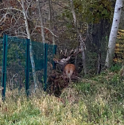 AVA, Compiègne, ChasseACourre, cerf, football, stade