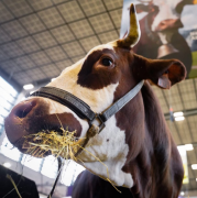 Salon Agriculture, programme, animaux