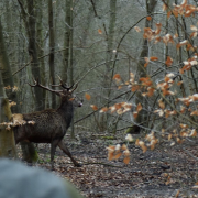 Baville, domaine, parc, enclos, chasse