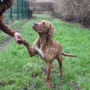 VarioleduSinge, monkeyPox, vaccin, chien