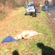 AVA, chasse à courre, Compiègne, biche, chien