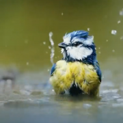 météo, canicule, chaleur, Ile-de-France