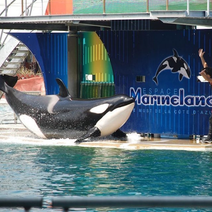 Les orques meurent au Marineland d'Antibes