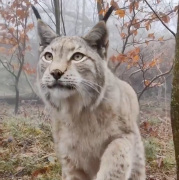 lynx, tués, Suisse, Jura, garde-chasse