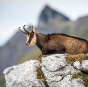 chamois, Jura, Doubs, manifestation