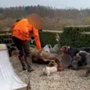 cerf, Luc Besson, chasse à courre, tueurs