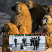 image article
