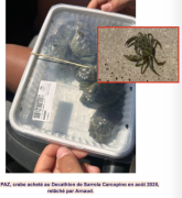 PAZ, crabes, appâts vivants, Decathlon, Corse