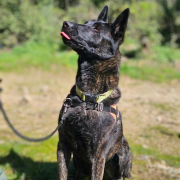 chien, Smoke, euthanasié, SPA