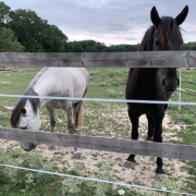 chevaux mutilés, Le Havre, prison, tribunal