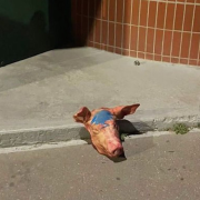 Têtes cochon, mosquées, 11 Serbes