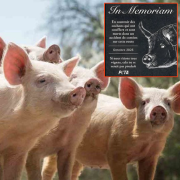Peta, stèle, Chérancé, cochons, accident, 